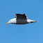 Kelp Gull