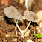 Mushroom