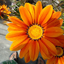 Orange Gazania