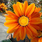 Orange Gazania