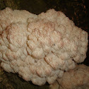 Bear Head Tooth Fungi