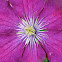 Clematis