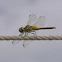 Libélula