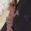 Mediterranean House Gecko