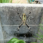 Banded Garden Spider