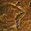 whirligig beetles!