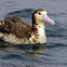 Short Tailed Albatros