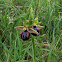 Early Spider Orchid