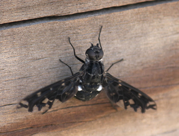 Spotting Image 1