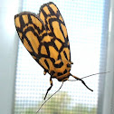 Arctiid moth