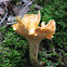 Chanterelle
