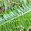 Sword Fern