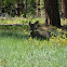Mule Deer