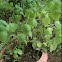 Oregano