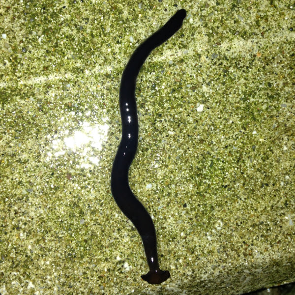 Shovelheaded Garden Worm Project Noah