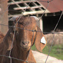 Goats