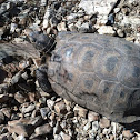 Desert tortoise