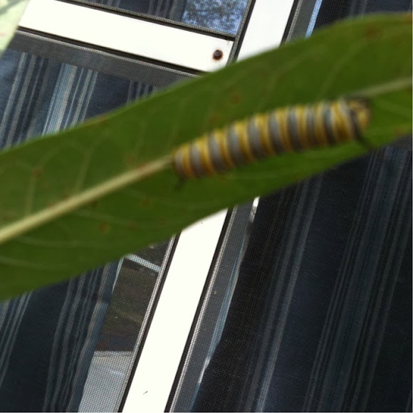 Spotting Image 1