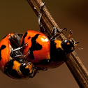 Ladybird