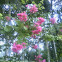 Chrry Flower