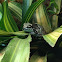 Amazon Milk Frog
