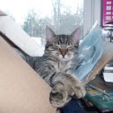Domestic Tiger cat