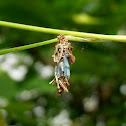 Unknown bagworms