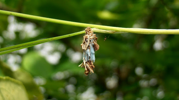 Spotting Image 1