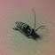 Cottonwood Borer
