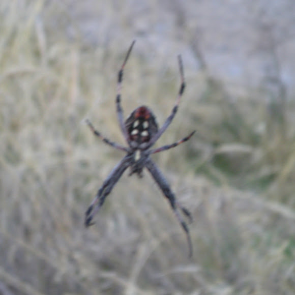 Saltair spider? | Project Noah