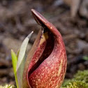 Eastern Skunk Cabbage