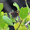 Jezebel (White) Nymph (female)
