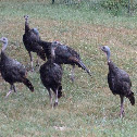 Wild turkeys