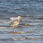 great blue heron