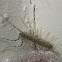 House Centipede
