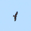 Black kite