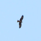 Black kite