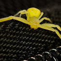 green spider