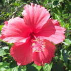 Gumamela