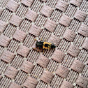 Asian Ladybug Larva