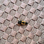Asian Ladybug Larva