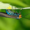 Virginia Ctenucha Moth