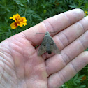 Hummingmoth