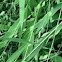 Northern sea oats
