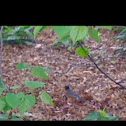 American Robin