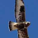 Rough-legged Hawk