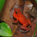 Red poison dart frog