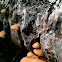 Honey Mushrooms