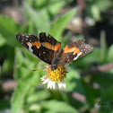 Bordered Patch