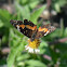 Bordered Patch